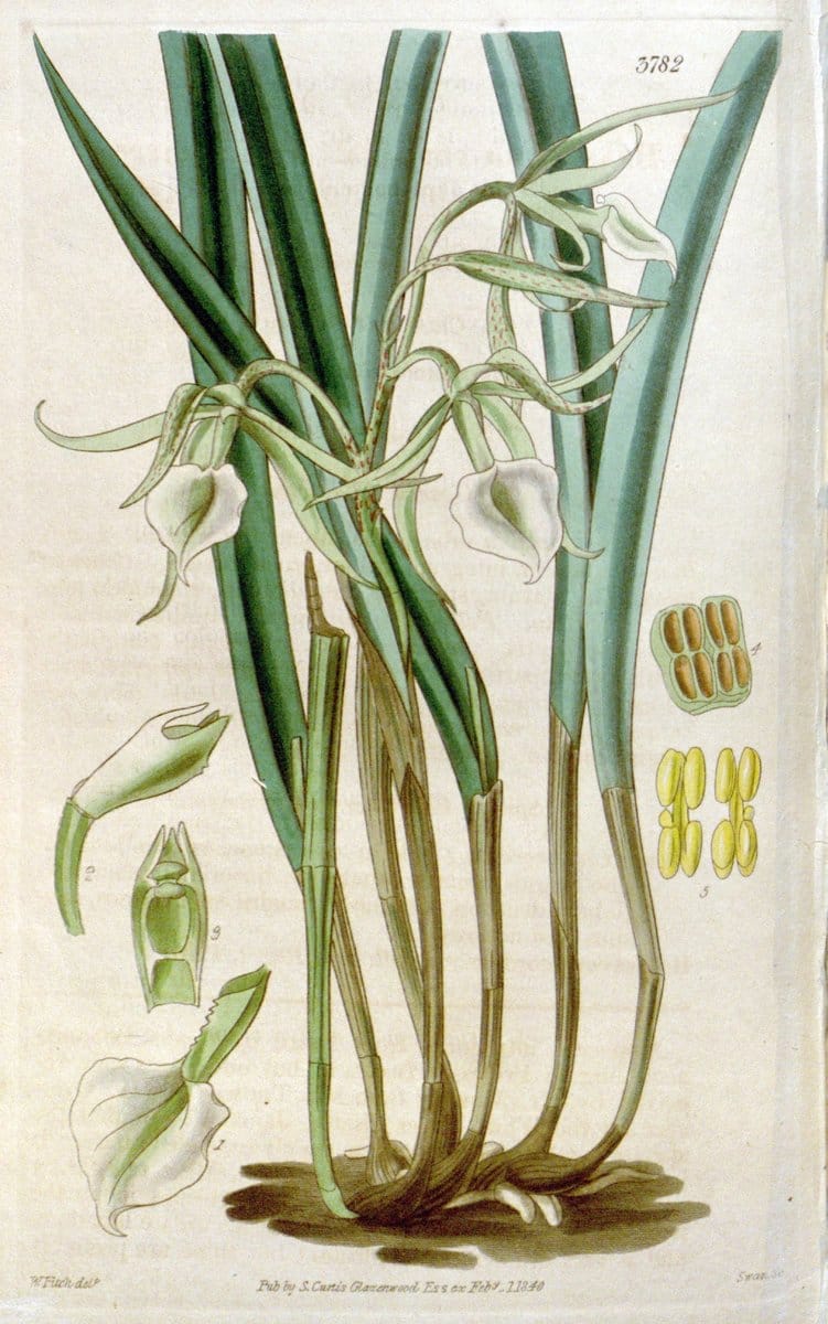 Curtis's botanical magazine. London ;New York [etc.] :Academic Press [etc.]. | Botany Periodicals "Pictorial works"  | Vintage Print Reproduction 451683