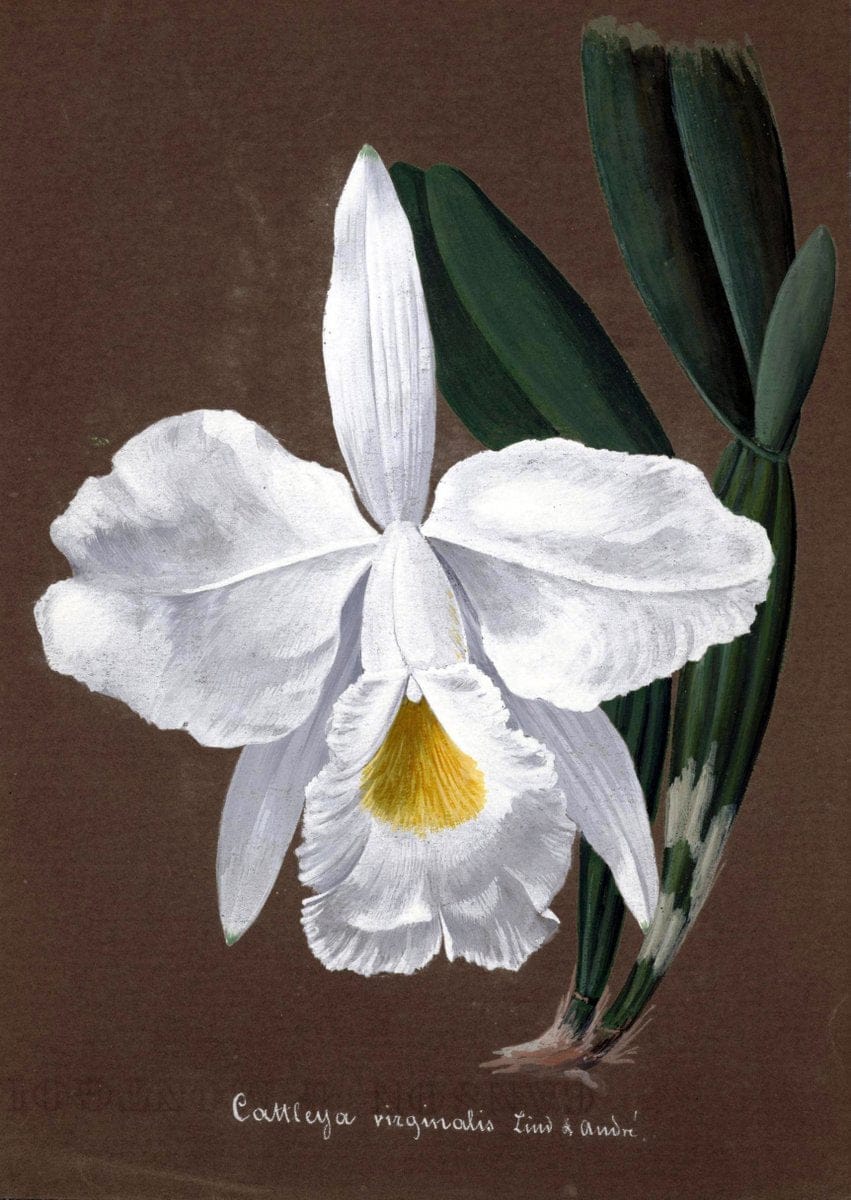 Collection d'orchideÃŒÂes.[S.l. :s.n.,18--]. | "Botanical illustration" Orchidaceae "Orchidaceae in art" "Pictorial works"  | Vintage Print Reproduction 451684