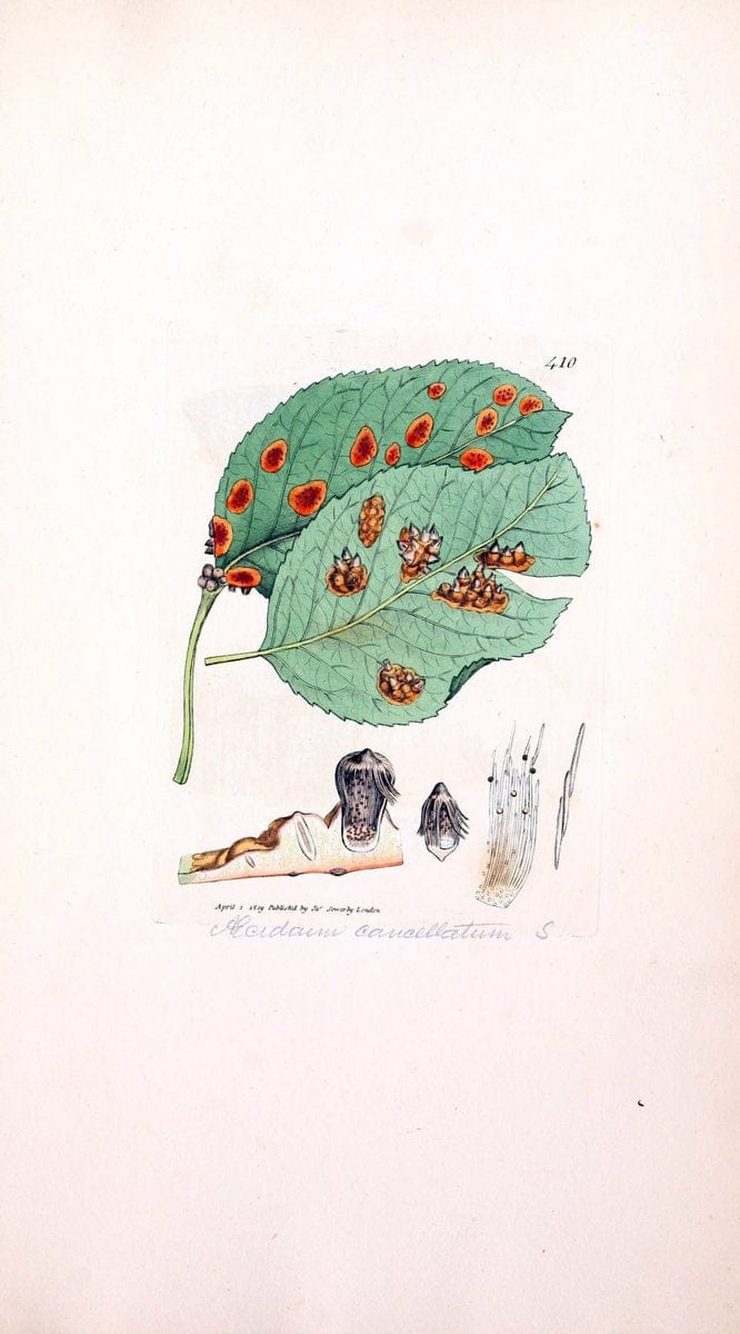 Coloured figures of English fungi or mushrooms. London,Printed by J. Davis,1797-[1809]. | England Mushrooms  | Vintage Print Reproduction 451685