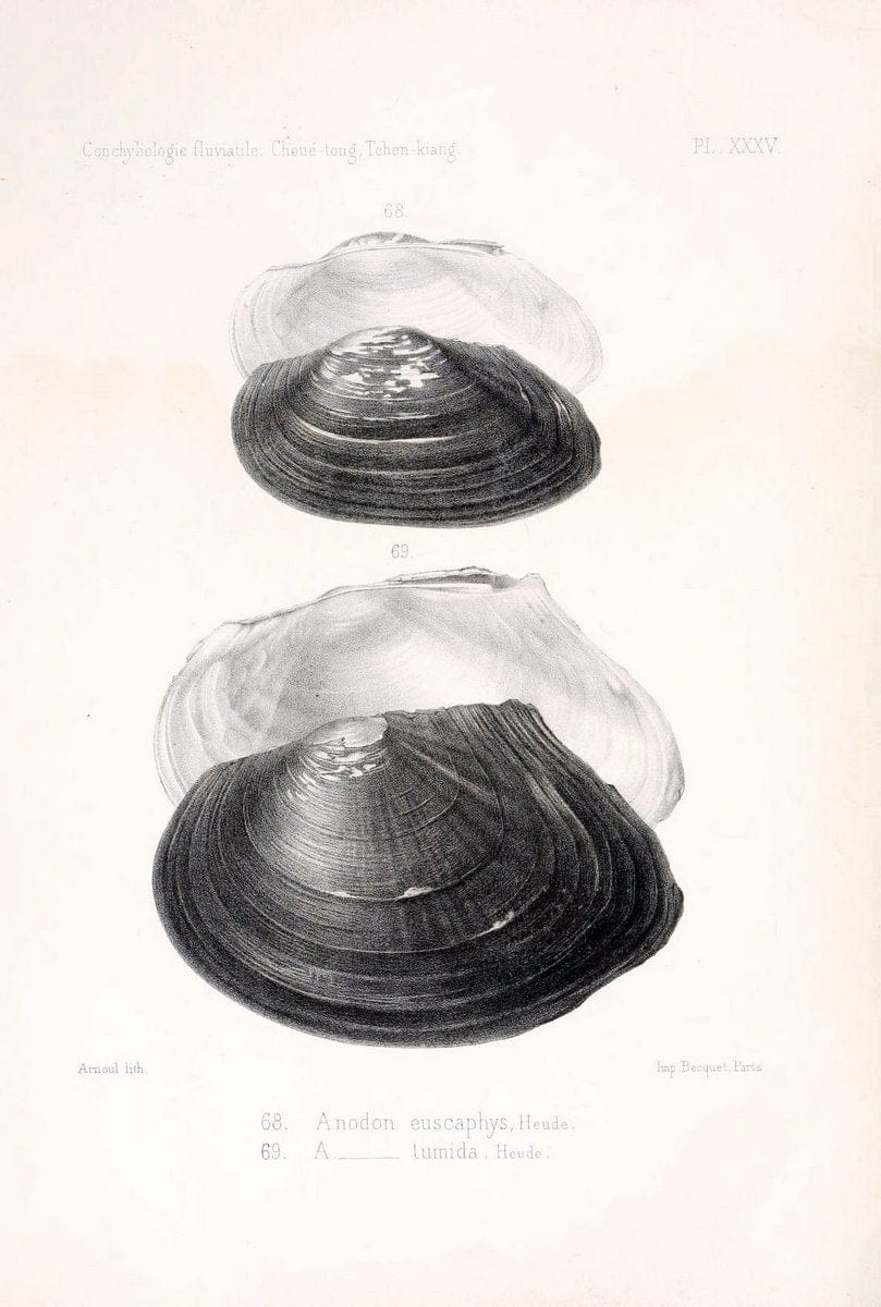 Conchyliologie fluviatile de la province de Nanking et de la Chine centrale /.Paris :Savy,[1875-1885]. | China Mollusks "Nanjing (Jiangsu Sheng)"  | Vintage Print Reproduction 451687