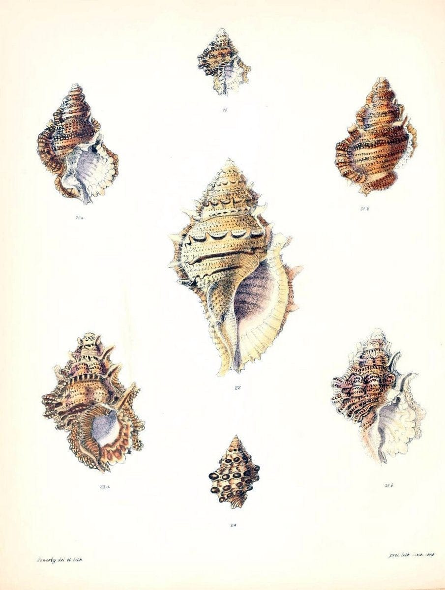 Conchologia iconica, or, Illustrations of the shells of molluscous animals /.London :Reeve, Brothers,1843-1878.  | Mollusks "Pictorial works" Shells | Vintage Print Reproduction 451688