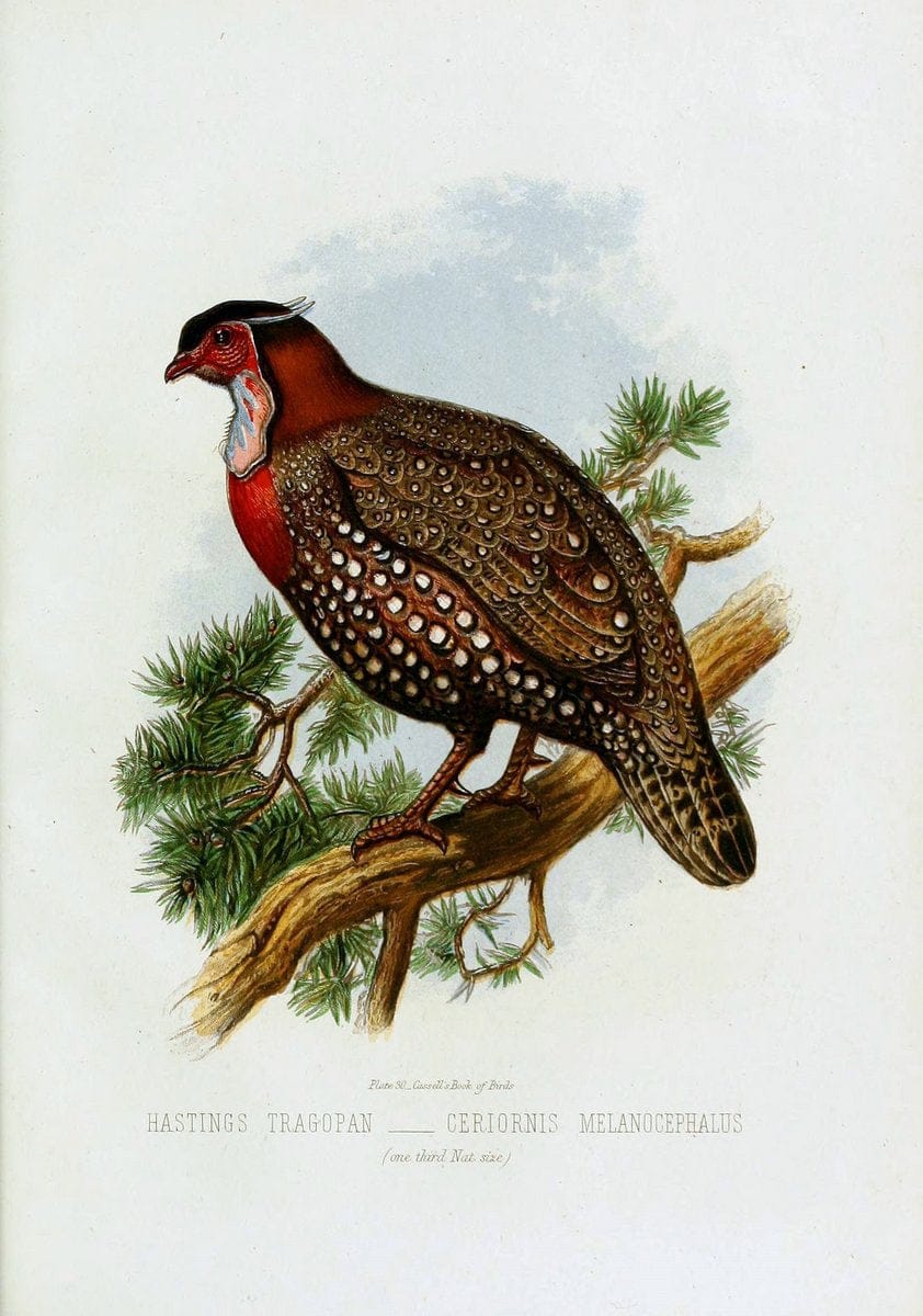 Cassell's book of birds :.London,Cassell, Petter and Galpin,[1875]. | Birds  | Vintage Print Reproduction 451689