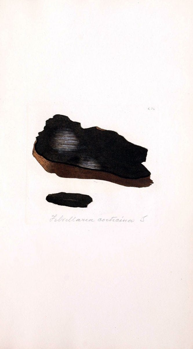Coloured figures of English fungi or mushrooms. London,Printed by J. Davis,1797-[1809]. | England Mushrooms  | Vintage Print Reproduction 451690