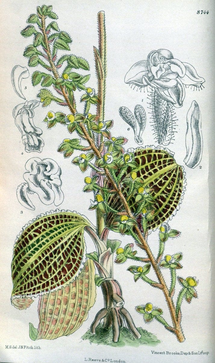 Curtis's botanical magazine. London ; New York [etc.] :Academic Press [etc.]. | "Botanical illustration" Botany Periodicals "Pictorial works" "Plants, Ornamental"  | Vintage Print Reproduction 451691