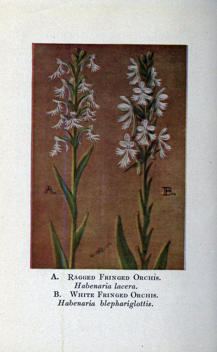 Coloured figures of English fungi or mushrooms. London,Printed by J. Davis,1797-[1809]. | England Mushrooms  | Vintage Print Reproduction 451692