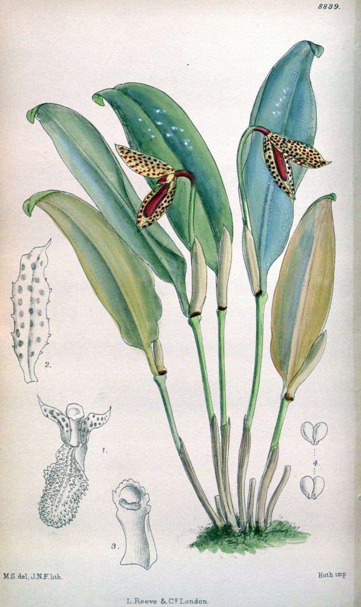 Curtis's botanical magazine. London ; New York [etc.] :Academic Press [etc.]. | "Botanical illustration" Botany Periodicals "Pictorial works" "Plants, Ornamental"  | Vintage Print Reproduction 451693