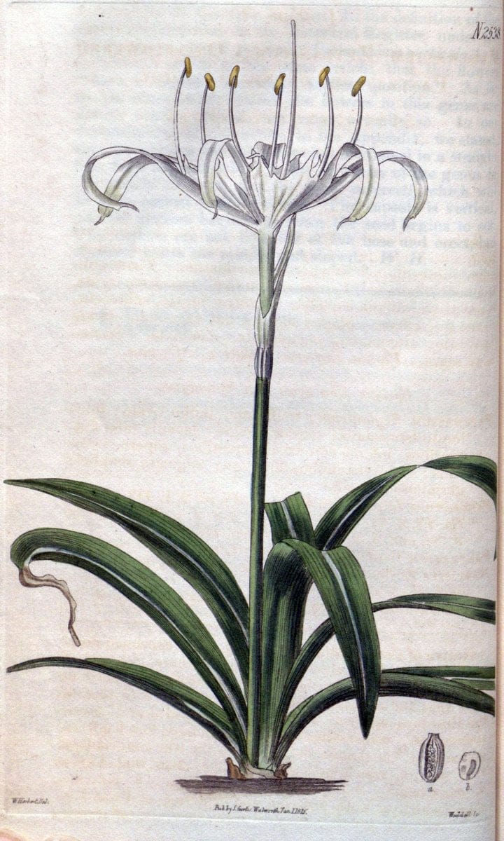 Curtis's botanical magazine. London ; New York [etc.] :Academic Press [etc.]. | "Botanical illustration" Botany Periodicals "Pictorial works" "Plants, Ornamental"  | Vintage Print Reproduction 451694