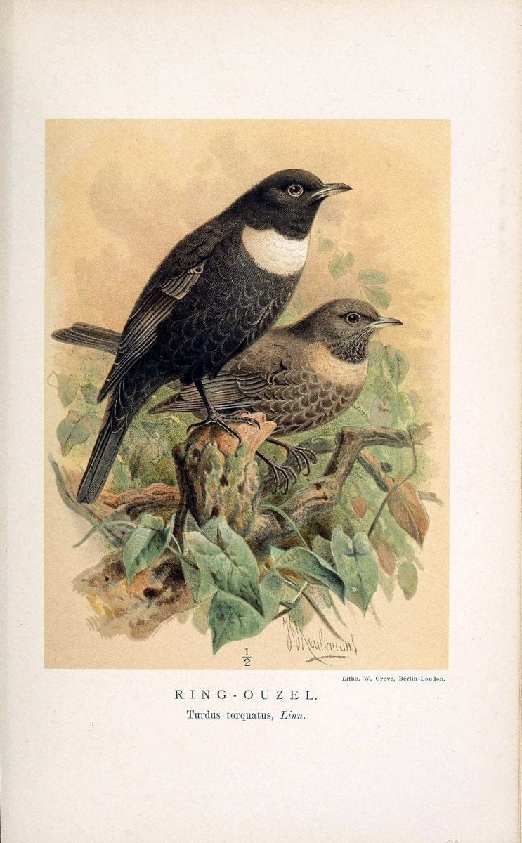 Coloured figures of the birds of the British Islands / issued by Lord Lilford. London :R | 59.82(42) Birds "Great Britain" "Pictorial works"  | Vintage Print Reproduction 451696