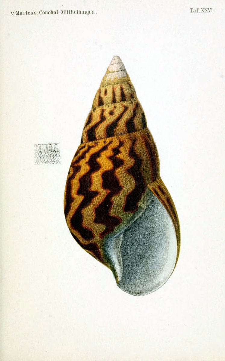 Conchologische Mittheilungen als Fortsetzung der Novitates conchologicae. bd 1 - 3.Cassell :T. Fischer,1880- . |  | Vintage Print Reproduction 451697
