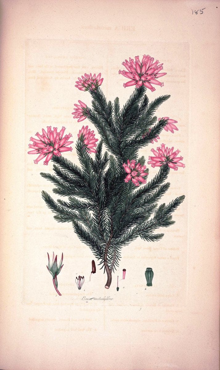 Coloured engravings of heaths :.London :Published by the Author. Printed by T. Bensley,1802-09 [1830]. |  | Vintage Print Reproduction 451698