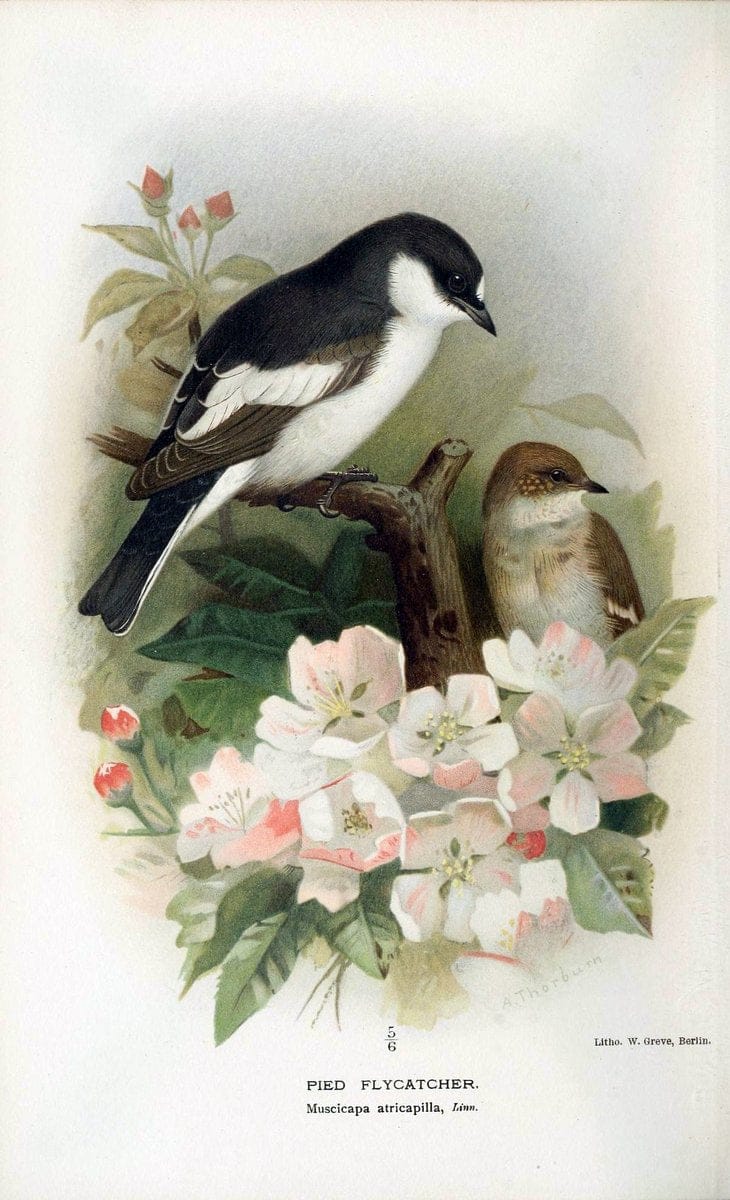 Coloured figures of the birds of the British Islands / issued by Lord Lilford. London :R | 59.82(42) Birds "Great Britain" "Pictorial works"  | Vintage Print Reproduction 451699