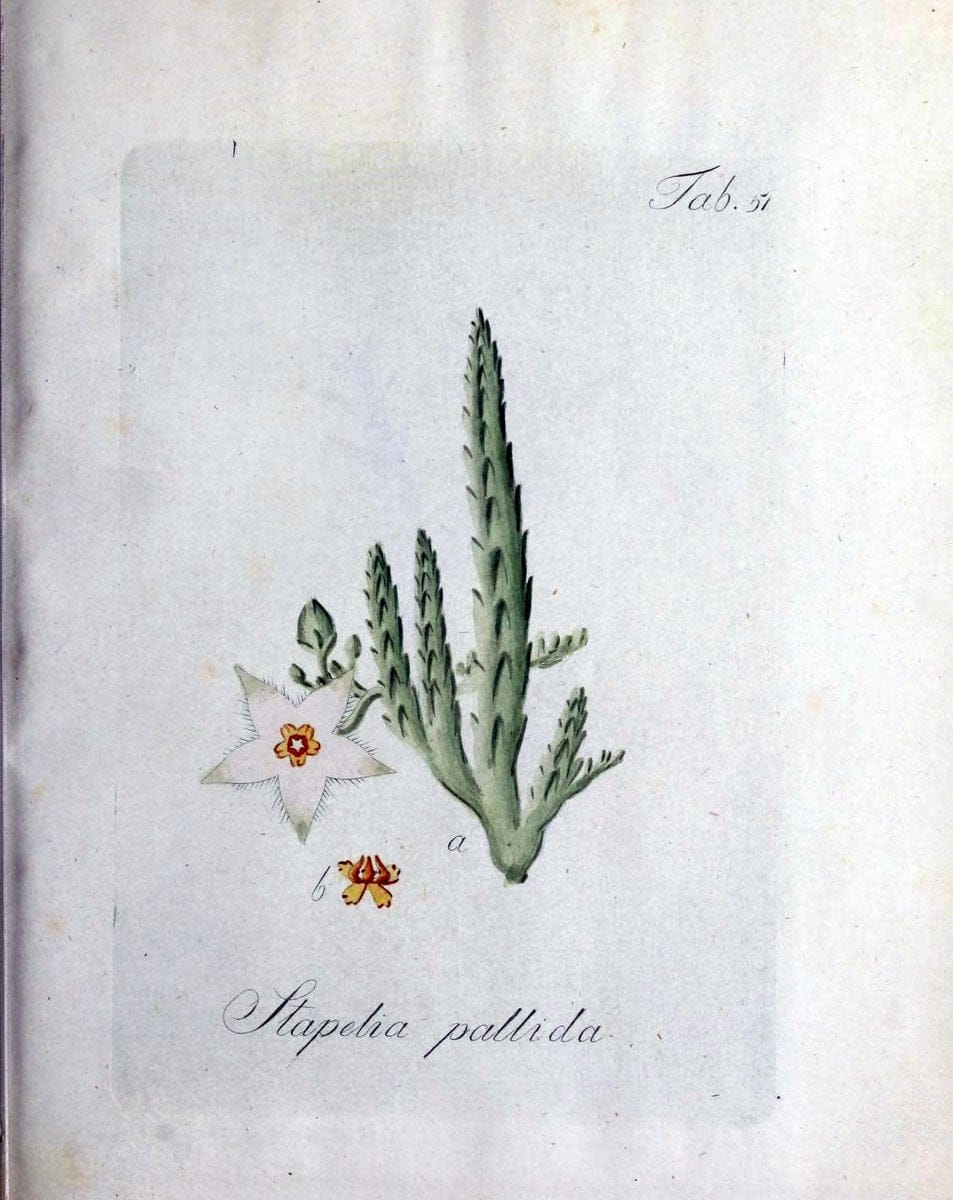 Collectio plantarum tam exoticarum, quam indigenarum, cum delineatione, descriptione cul | Botany | Vintage Print Reproduction 451700
