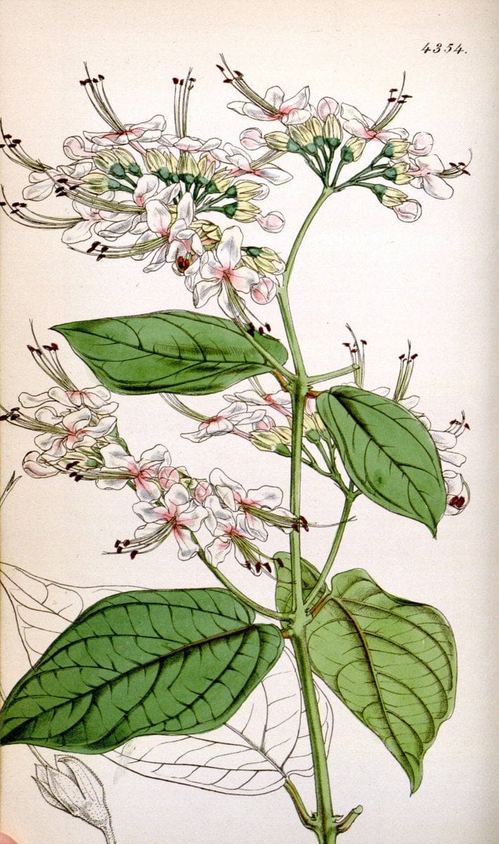 Curtis's botanical magazine. London ; New York [etc.] :Academic Press [etc.]. | "Botanical illustration" Botany Periodicals "Pictorial works" "Plants, Ornamental"  | Vintage Print Reproduction 451701