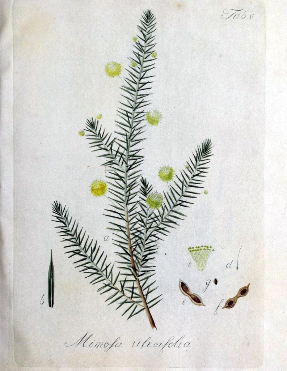 Collectio plantarum tam exoticarum, quam indigenarum, cum delineatione, descriptione cul | Botany | Vintage Print Reproduction 451702