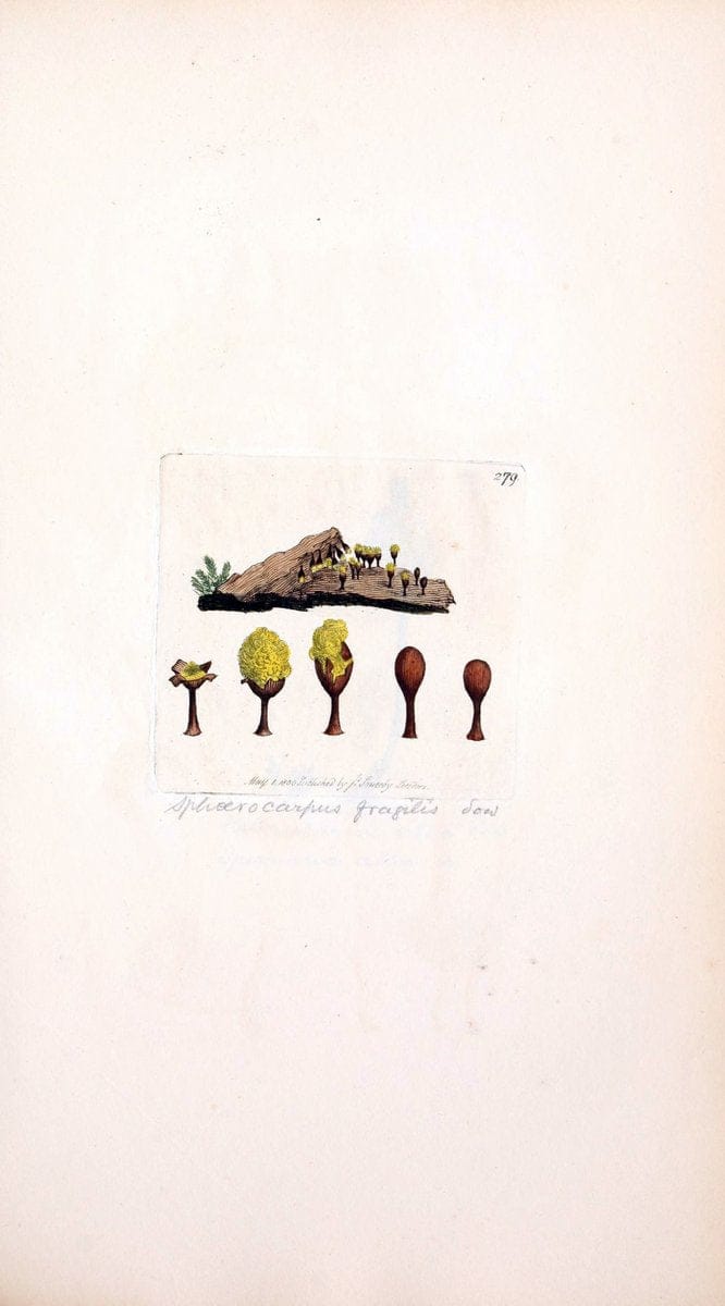 Coloured figures of English fungi or mushrooms. London,Printed by J. Davis,1797-[1809]. | England Mushrooms  | Vintage Print Reproduction 451703