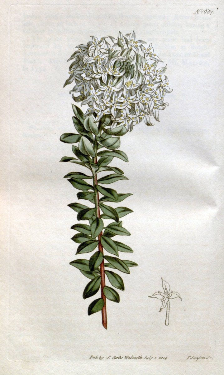 Curtis's botanical magazine. London ; New York [etc.] :Academic Press [etc.]. | "Botanical illustration" Botany Periodicals "Pictorial works" "Plants, Ornamental"  | Vintage Print Reproduction 451705