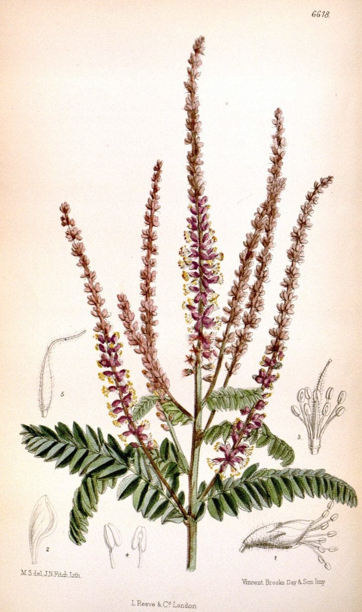 Curtis's botanical magazine. London ; New York [etc.] :Academic Press [etc.]. | "Botanical illustration" Botany Periodicals "Pictorial works" "Plants, Ornamental"  | Vintage Print Reproduction 451706