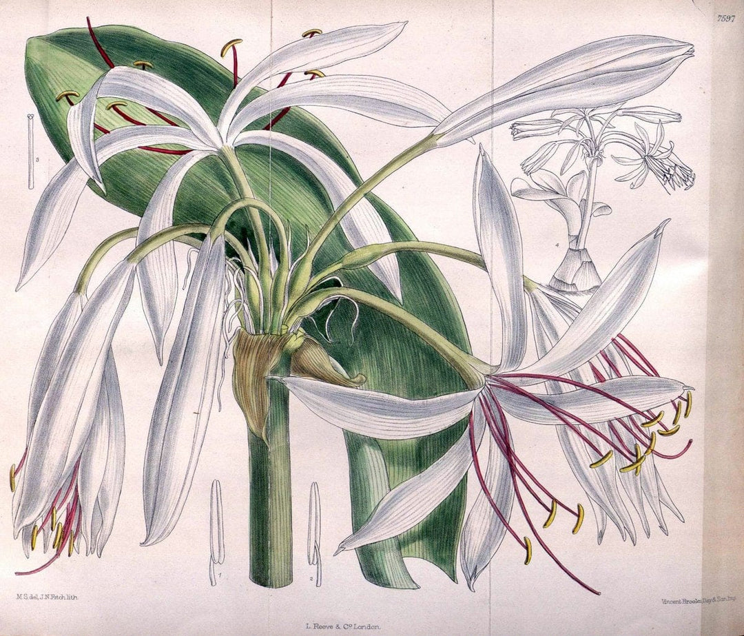 Curtis's botanical magazine. London ; New York [etc.] :Academic Press [etc.]. | "Botanical illustration" Botany Periodicals "Pictorial works" "Plants, Ornamental"  | Vintage Print Reproduction 451708