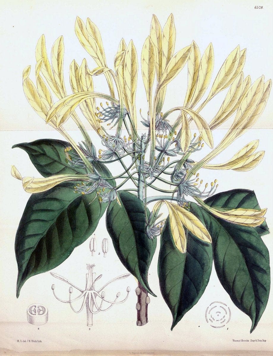 Curtis's botanical magazine. London ; New York [etc.] :Academic Press [etc.]. | "Botanical illustration" Botany Periodicals "Pictorial works" "Plants, Ornamental"  | Vintage Print Reproduction 451709