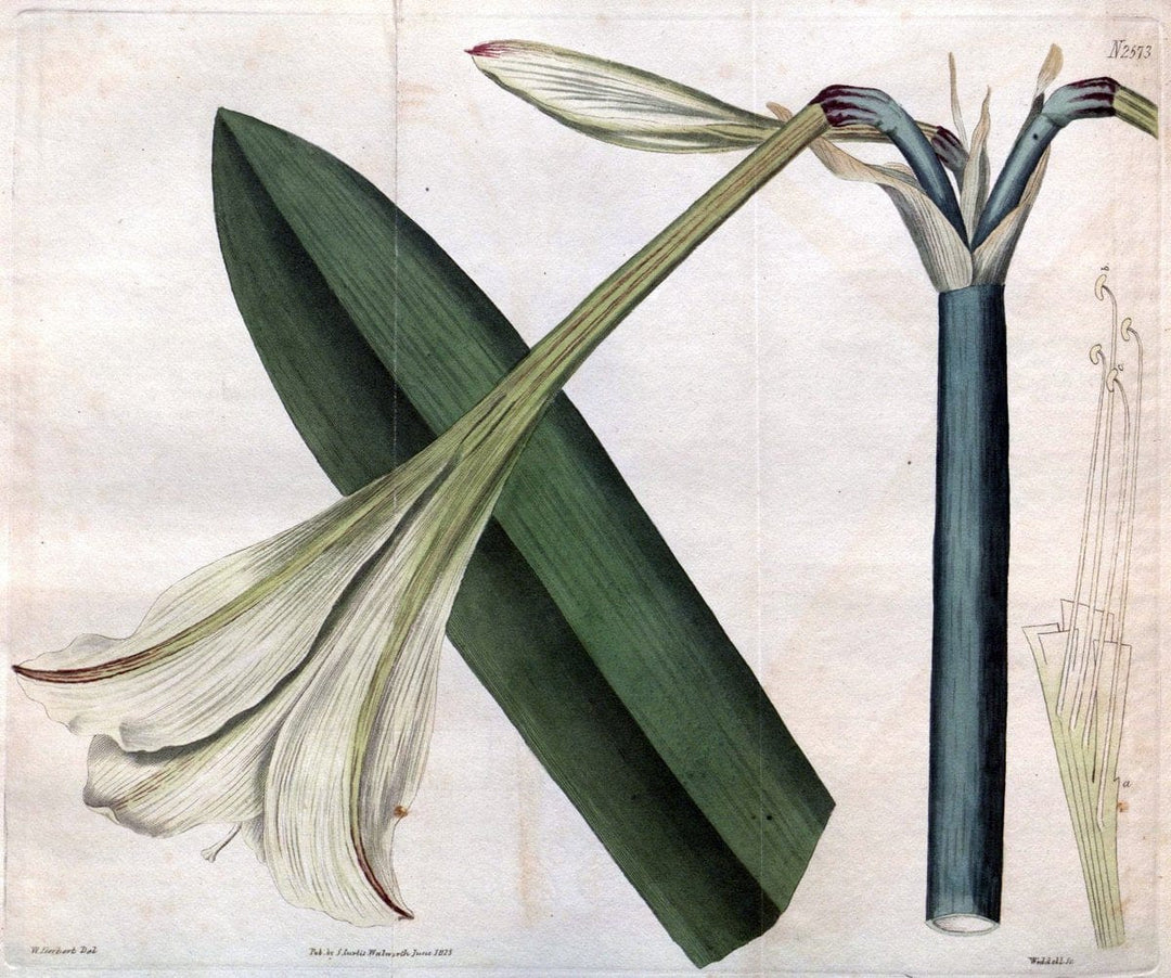 Curtis's botanical magazine. London ; New York [etc.] :Academic Press [etc.]. | "Botanical illustration" Botany Periodicals "Pictorial works" "Plants, Ornamental"  | Vintage Print Reproduction 451710