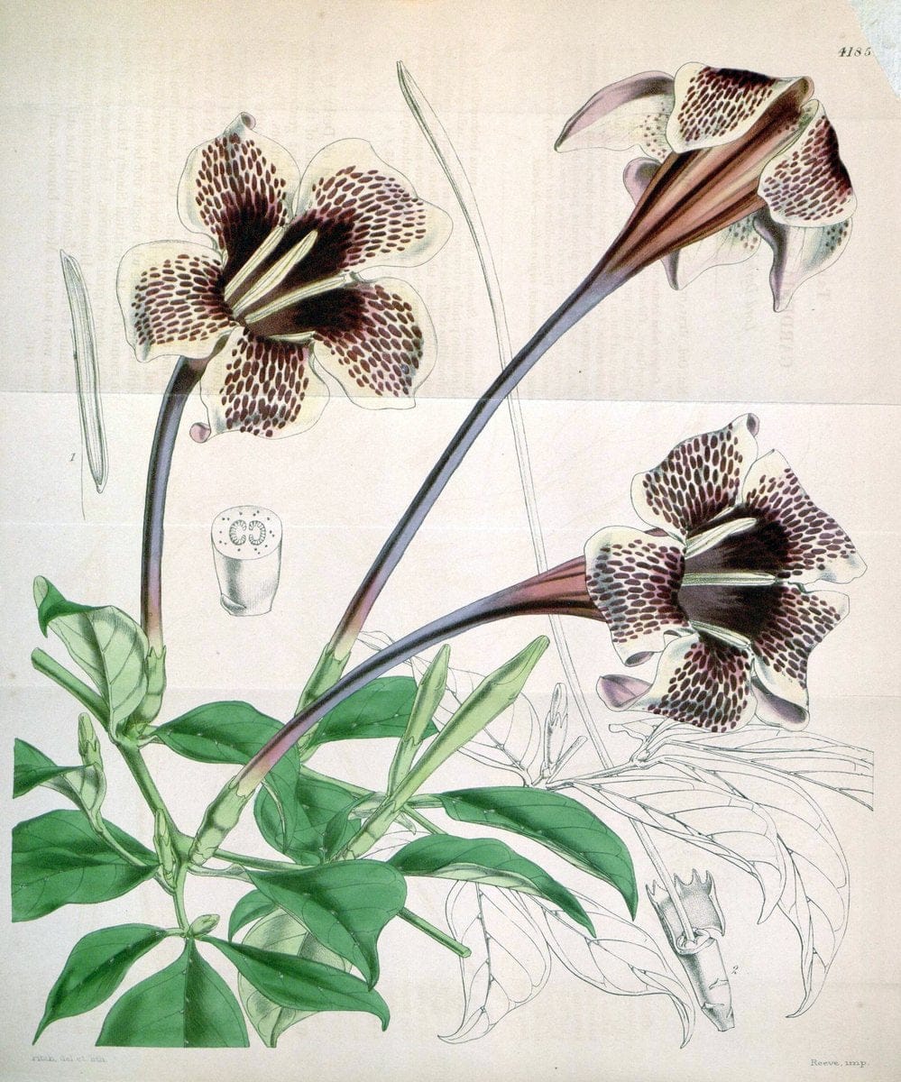 Curtis's botanical magazine. London ; New York [etc.] :Academic Press [etc.]. | "Botanical illustration" Botany Periodicals "Pictorial works" "Plants, Ornamental"  | Vintage Print Reproduction 451711