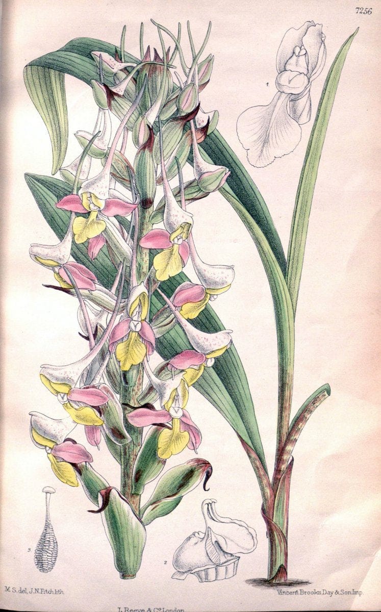 Curtis's botanical magazine. London ; New York [etc.] :Academic Press [etc.]. | "Botanical illustration" Botany Periodicals "Pictorial works" "Plants, Ornamental"  | Vintage Print Reproduction 451712