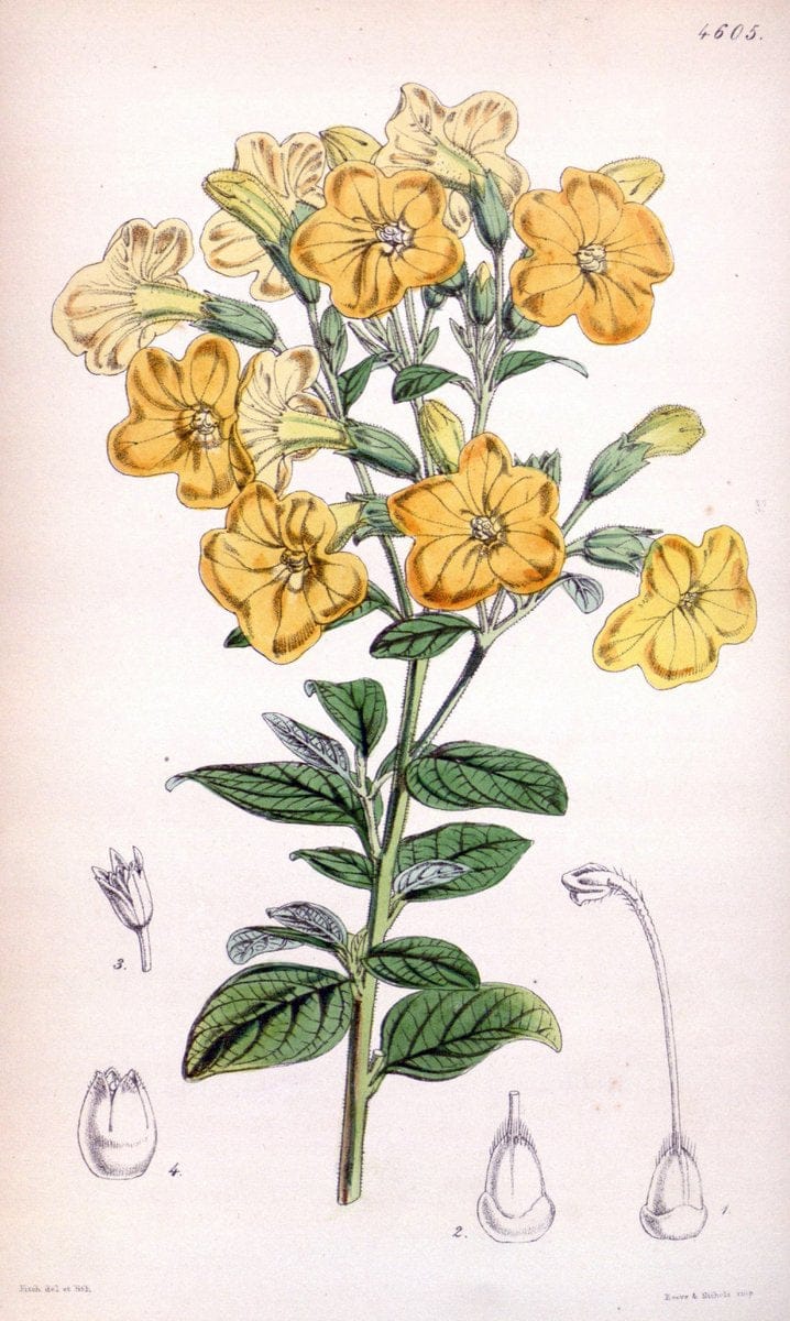 Curtis's botanical magazine. London ; New York [etc.] :Academic Press [etc.]. | "Botanical illustration" Botany Periodicals "Pictorial works" "Plants, Ornamental"  | Vintage Print Reproduction 451713