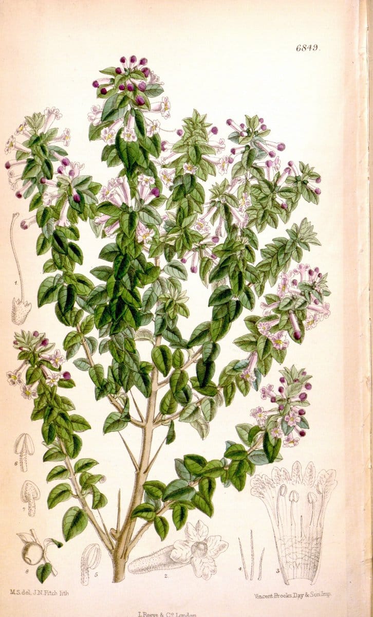 Curtis's botanical magazine. London ; New York [etc.] :Academic Press [etc.]. | "Botanical illustration" Botany Periodicals "Pictorial works" "Plants, Ornamental"  | Vintage Print Reproduction 451714