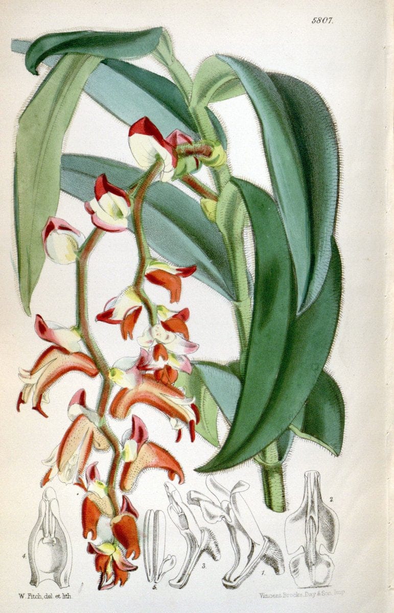 Curtis's botanical magazine. London ; New York [etc.] :Academic Press [etc.]. | "Botanical illustration" Botany Periodicals "Pictorial works" "Plants, Ornamental"  | Vintage Print Reproduction 451715