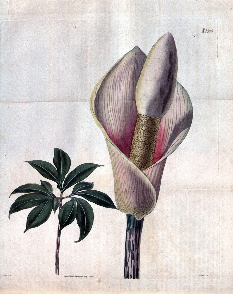 Curtis's botanical magazine. London ; New York [etc.] :Academic Press [etc.]. | "Botanical illustration" Botany Periodicals "Pictorial works" "Plants, Ornamental"  | Vintage Print Reproduction 451716