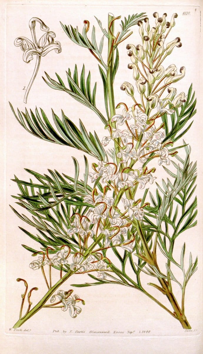 Curtis's botanical magazine. London ; New York [etc.] :Academic Press [etc.]. | "Botanical illustration" Botany Periodicals "Pictorial works" "Plants, Ornamental"  | Vintage Print Reproduction 451717