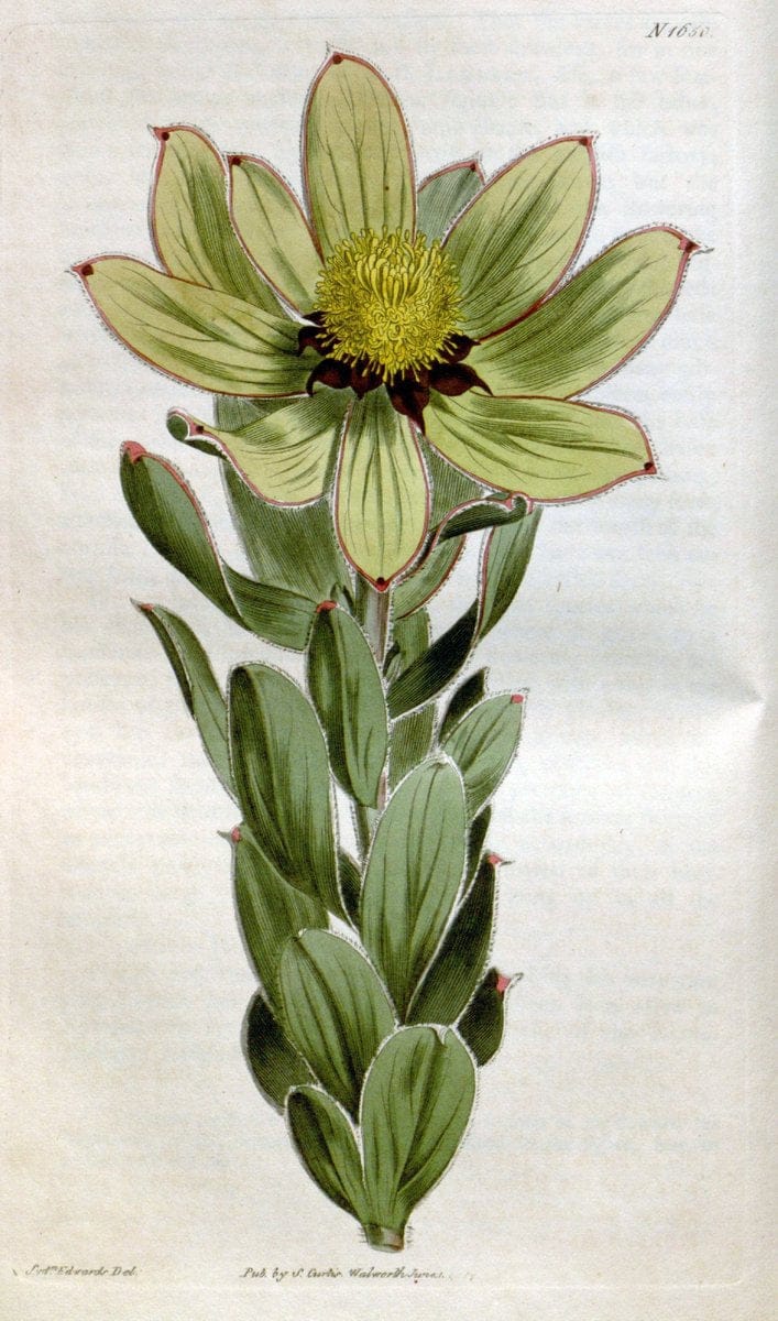 Curtis's botanical magazine. London ; New York [etc.] :Academic Press [etc.]. | "Botanical illustration" Botany Periodicals "Pictorial works" "Plants, Ornamental"  | Vintage Print Reproduction 451719