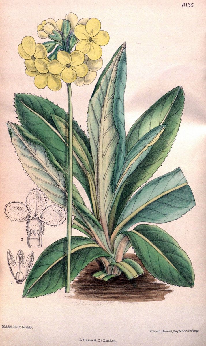 Curtis's botanical magazine. London ;New York [etc.] :Academic Press [etc.]. | Botany Periodicals "Pictorial works"  | Vintage Print Reproduction 451721