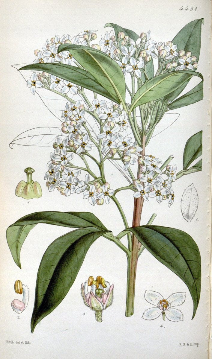 Curtis's botanical magazine. London ;New York [etc.] :Academic Press [etc.]. | Botany Periodicals "Pictorial works"  | Vintage Print Reproduction 451722