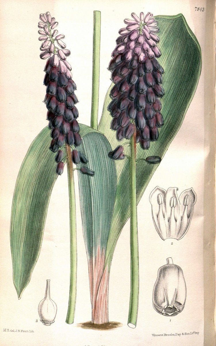 Curtis's botanical magazine. London ;New York [etc.] :Academic Press [etc.]. | Botany Periodicals "Pictorial works"  | Vintage Print Reproduction 451723