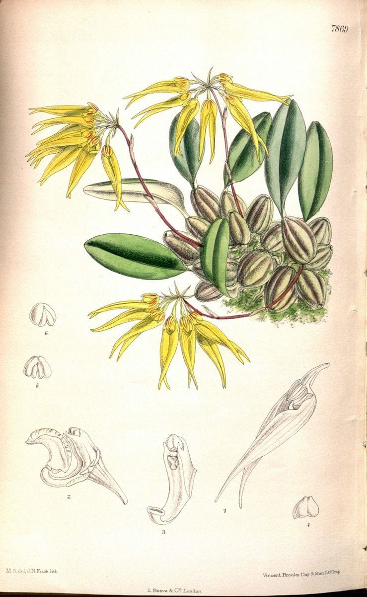 Curtis's botanical magazine. London ;New York [etc.] :Academic Press [etc.]. | Botany Periodicals "Pictorial works"  | Vintage Print Reproduction 451724