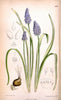 Curtis's botanical magazine. London ; New York [etc.] :Academic Press [etc.]. | "Botanical illustration" Botany Periodicals "Pictorial works" "Plants, Ornamental"  | Vintage Print Reproduction 451921