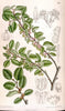 Curtis's botanical magazine. London ; New York [etc.] :Academic Press [etc.]. | "Botanical illustration" Botany Periodicals "Pictorial works" "Plants, Ornamental"  | Vintage Print Reproduction 452831