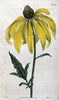 Curtis's botanical magazine. London ; New York [etc.] :Academic Press [etc.]. | "Botanical illustration" Botany Periodicals "Pictorial works" "Plants, Ornamental"  | Vintage Print Reproduction 453688