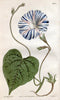 Curtis's botanical magazine. London ; New York [etc.] :Academic Press [etc.]. | "Botanical illustration" Botany Periodicals "Pictorial works" "Plants, Ornamental"  | Vintage Print Reproduction 453971