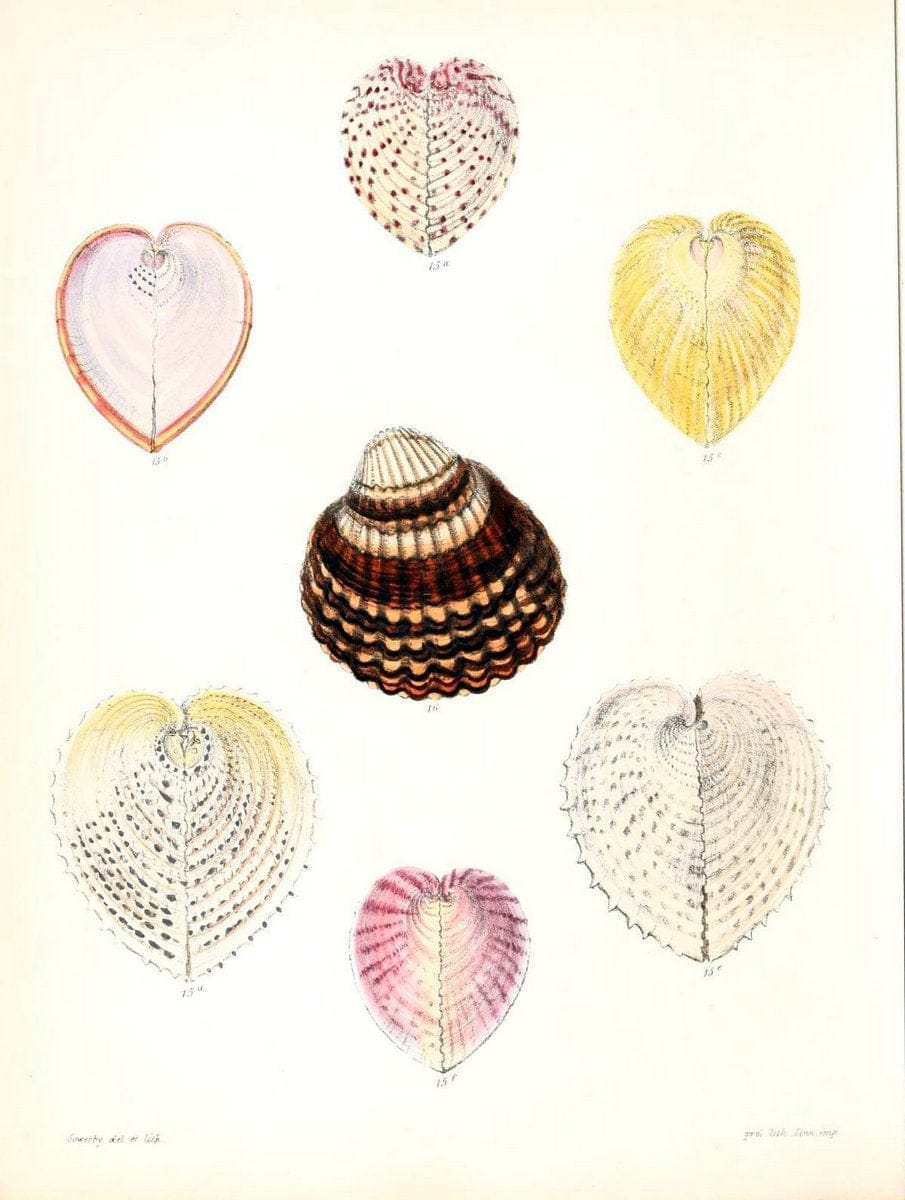 Conchologia iconica, or, Illustrations of the shells of molluscous ani ...