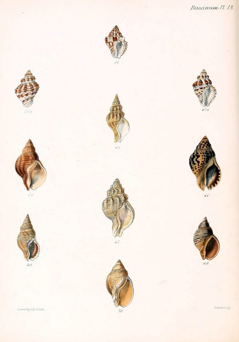 Conchologia iconica, or, Illustrations of the shells of molluscous ani ...