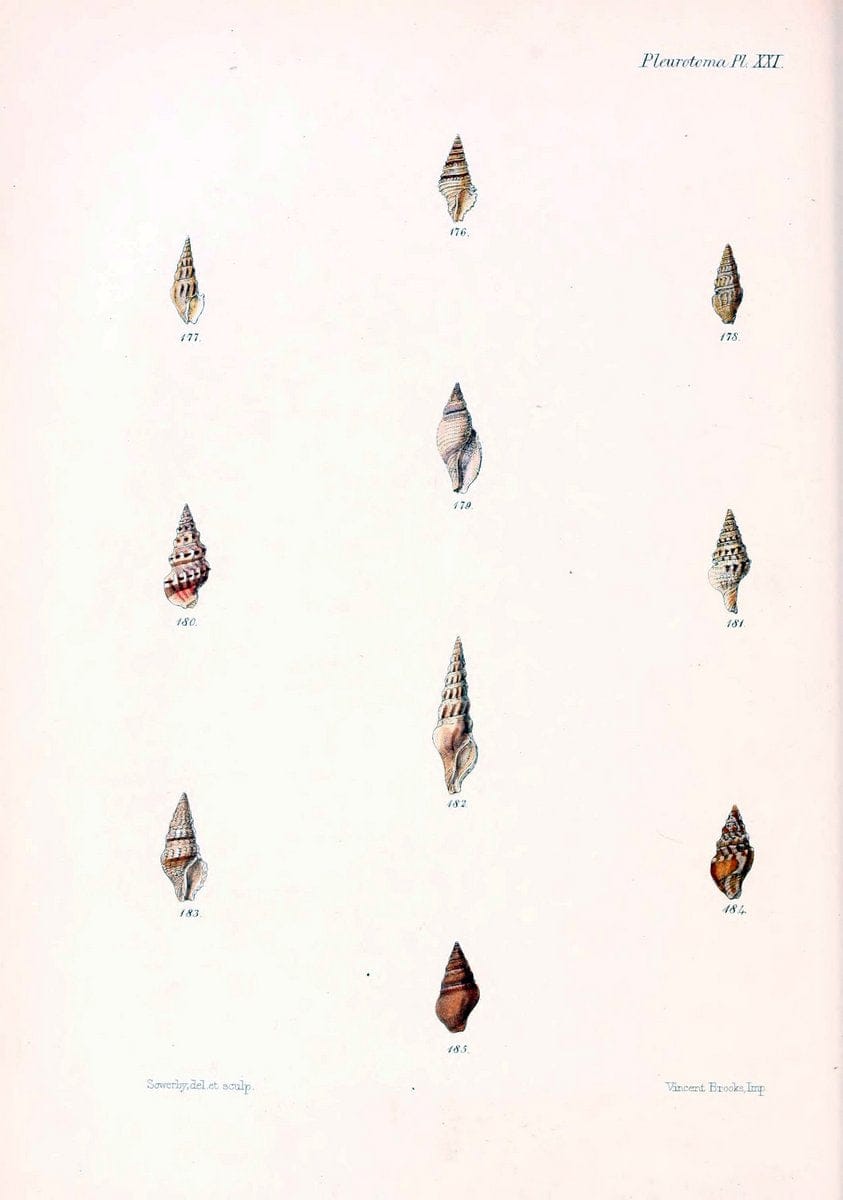Conchologia iconica, or, Illustrations of the shells of molluscous ani ...