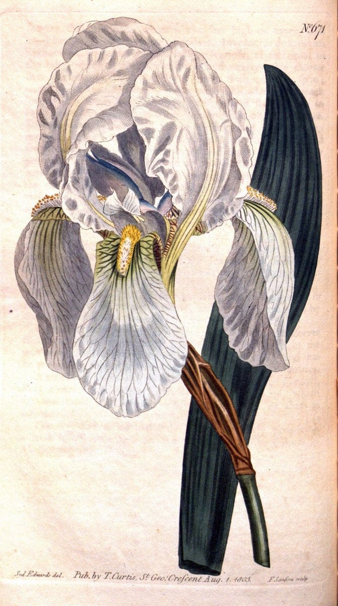 Curtis's botanical magazine. London ;New York [etc.] :Academic Press [etc.]. | Botany Periodicals "Pictorial works"  | Vintage Print Reproduction 455225
