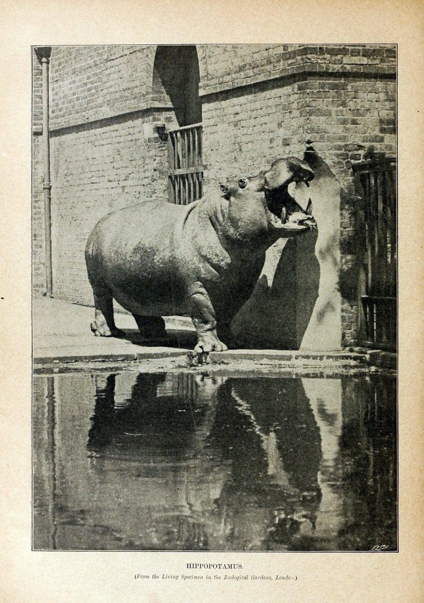 Cassell's natural history. London [etc]Cassell & Company, Limited,1896.  | "Animal behavior" Animals Nomenclature  | Vintage Print Reproduction 455226