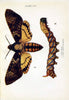 Butterflies and moths,.London & Edinburgh,T.C. & E.C. Jack[1910]. | Butterflies Moths "Cornell University Library" | Vintage Print Reproduction 455615