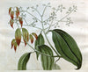 Curtis's botanical magazine. London ; New York [etc.] :Academic Press [etc.]. | "Botanical illustration" Botany Periodicals "Pictorial works" "Plants, Ornamental"  | Vintage Print Reproduction 455881