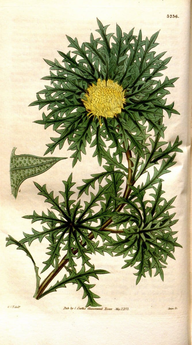 Curtis's botanical magazine. London ; New York [etc.] :Academic Press [etc.]. | "Botanical illustration" Botany Periodicals "Pictorial works" "Plants, Ornamental"  | Vintage Print Reproduction 456043