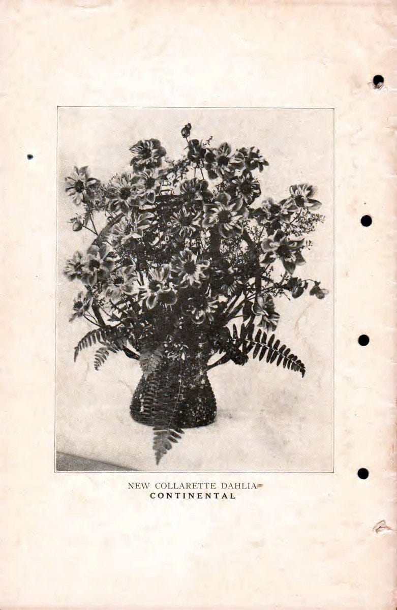 Catalogue of dahlias /.West Haven, Conn. :C. Louis Alling,. | Vintage Print Reproduction 456044
