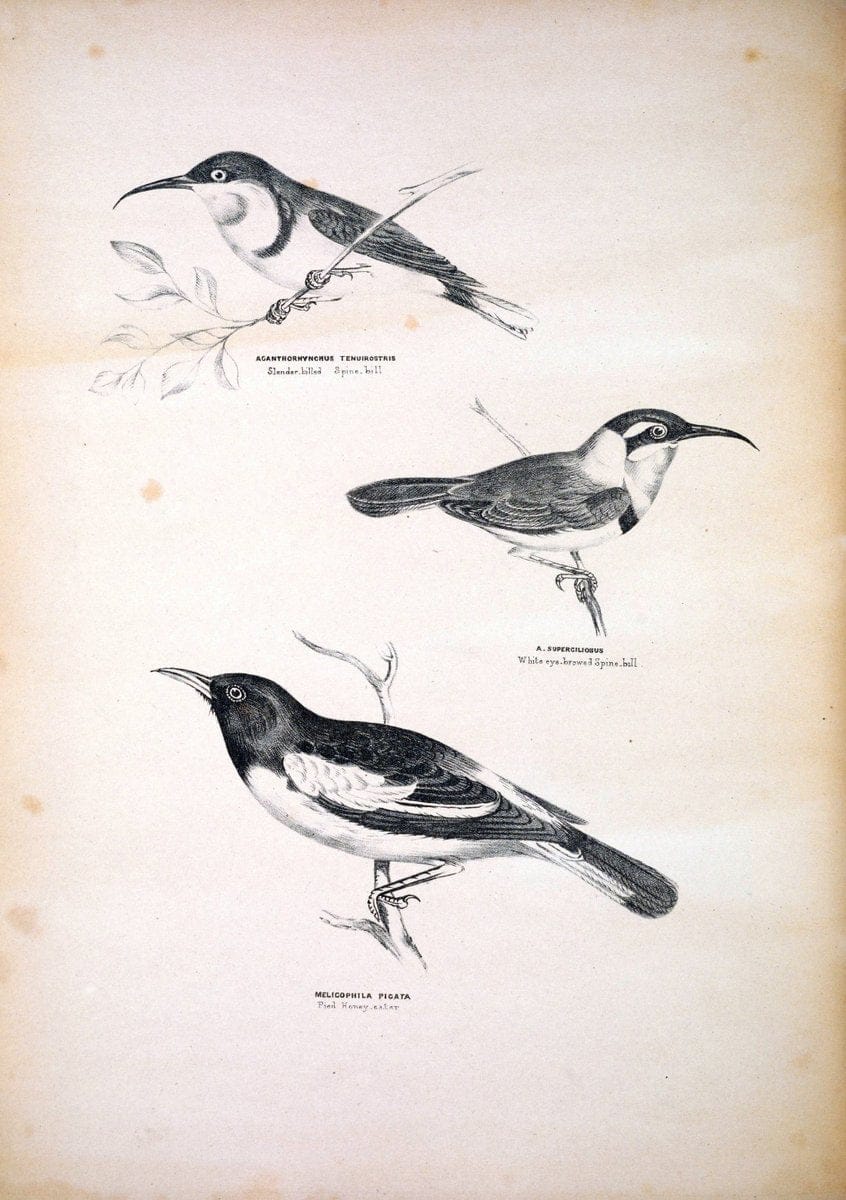 Companion to Gould's Handbook; or, Synopsis of the birds of Australia. Brisbane,Thorne & Greenwell,1877.  | Australia Birds | Vintage Print Reproduction 456046